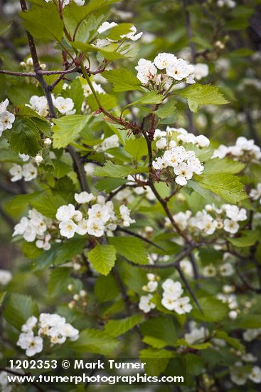 Piper's Hawthorn blossoms & foliage