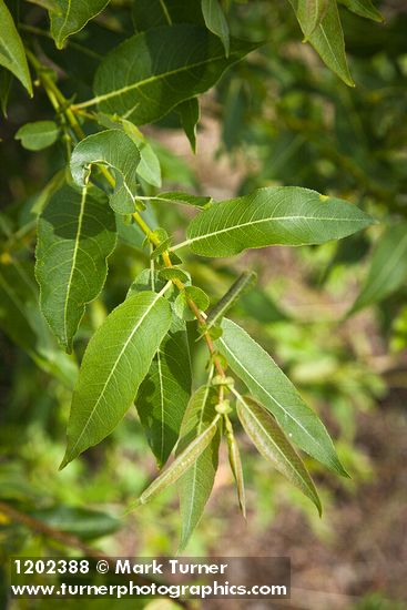 MacKenzie's Willow foliage