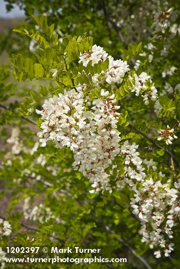 Black Locust blossoms & foliage