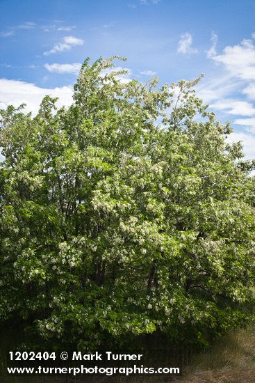 Black Locust