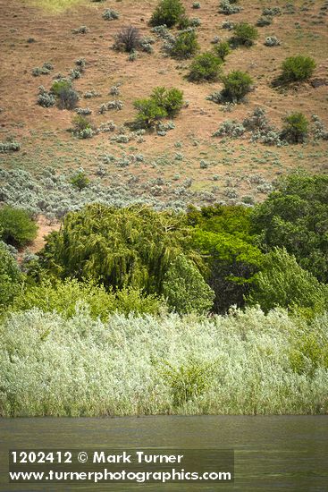 Columbia River Willows on bank of Deschutes River