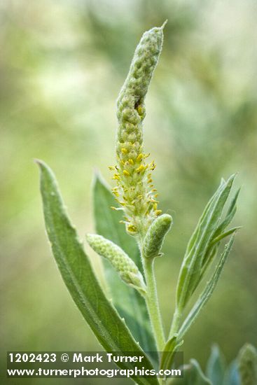 Columbia River Willow male catkin among foliage detail