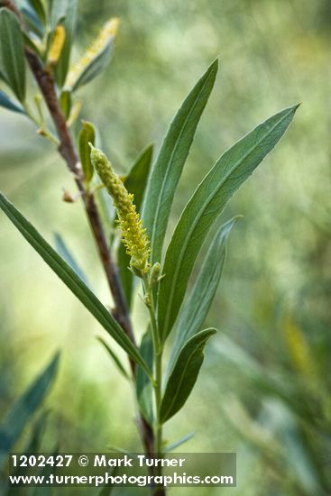 Columbia River Willow male catkin among foliage detail