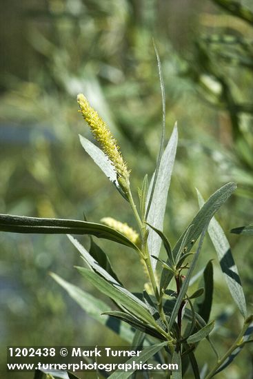 Columbia River Willow male catkin among foliage detail