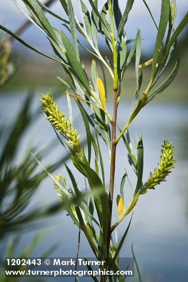 Columbia River Willow female catkins among foliage detail