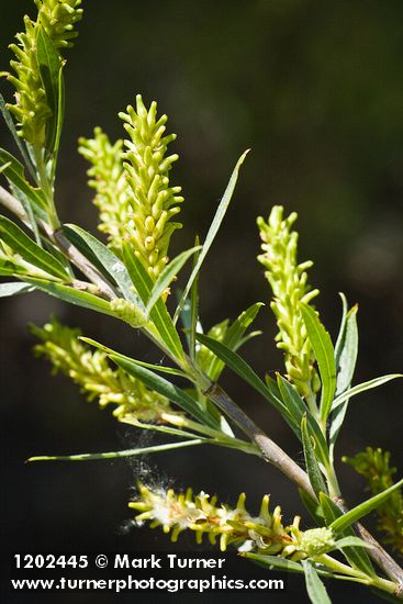 Columbia River Willow female catkins among foliage detail