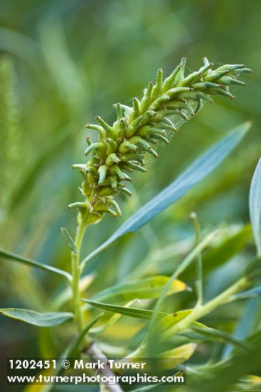 Columbia River Willow female catkin among foliage detail