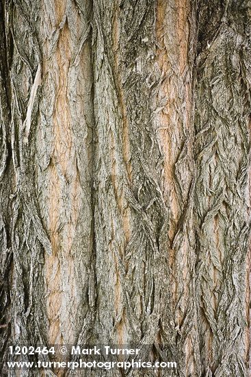 Black Locust bark