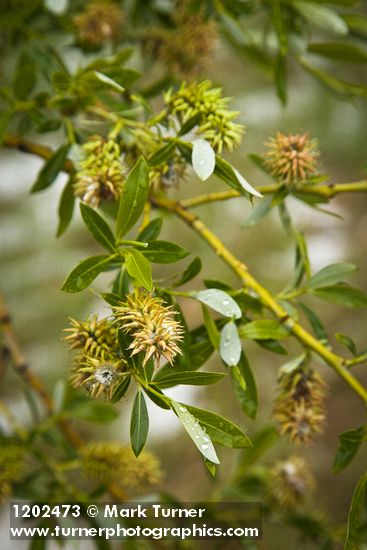 Lemmon's Willow female catkins (fruiting) among foliage