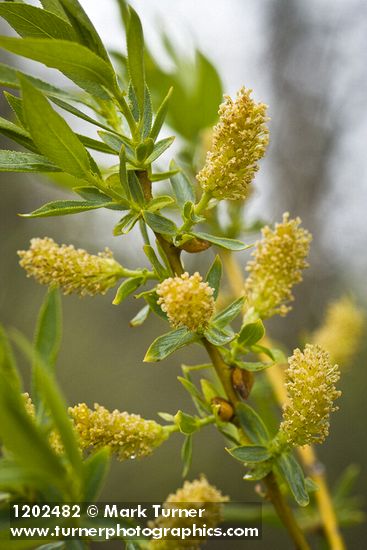 Greenleaf Willow male catkins among foliage