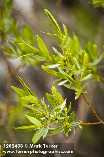 Greenleaf Willow female catkins among foliage