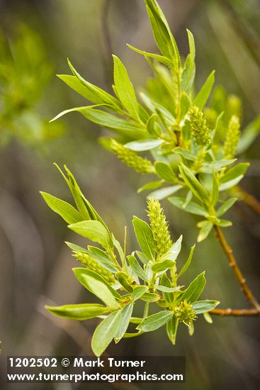 Greenleaf Willow female catkins among foliage