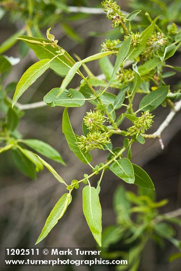Yellow Willow female catkins among foliage