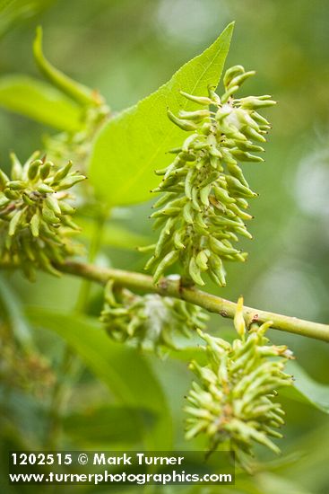 Yellow Willow female catkins (fruiting) detail
