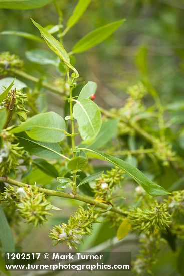 Yellow Willow female catkins (fruiting) among foliage