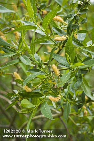 Yellow Willow male catkins among foliage