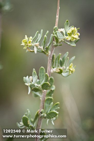 Fourwing Saltbush female bracts & foliage detail