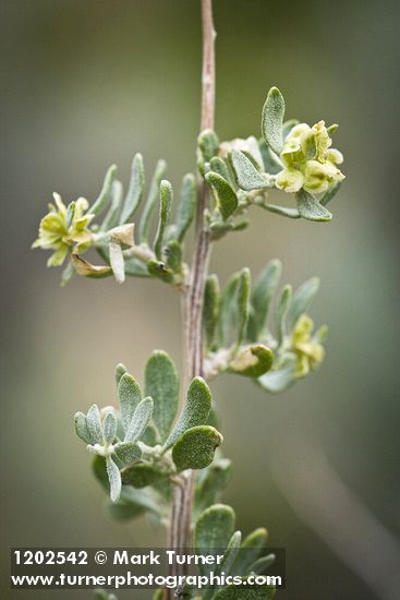 Fourwing Saltbush female bracts & foliage detail