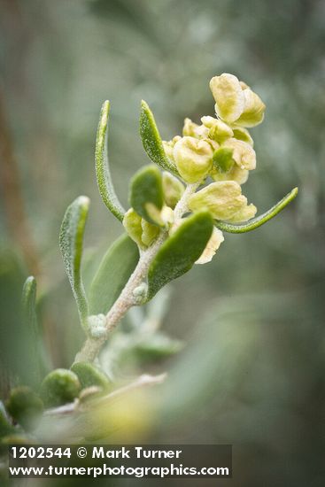 Fourwing Saltbush female bracts & foliage detail