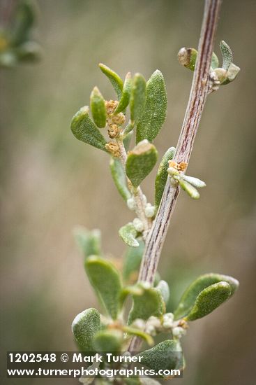 Fourwing Saltbush male blossoms & foliage detail
