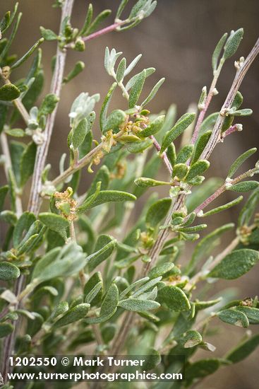 Fourwing Saltbush male blossoms & foliage