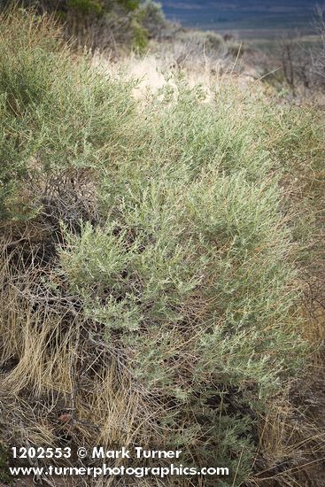 Fourwing Saltbush (male)