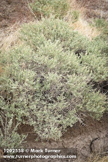Fourwing Saltbush (male)