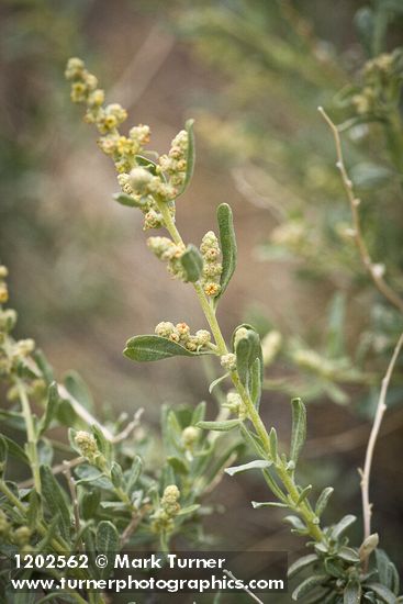 Fourwing Saltbush male blossoms & foliage detail