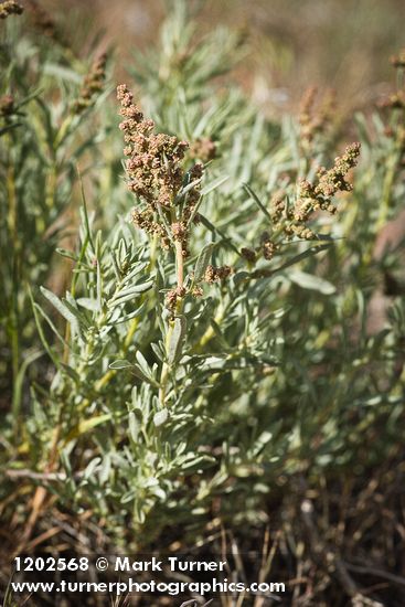 Sickle Saltbush male blossoms & foliage