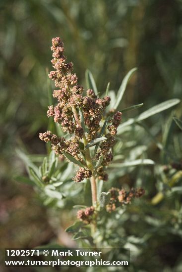 Sickle Saltbush male blossoms & foliage detail
