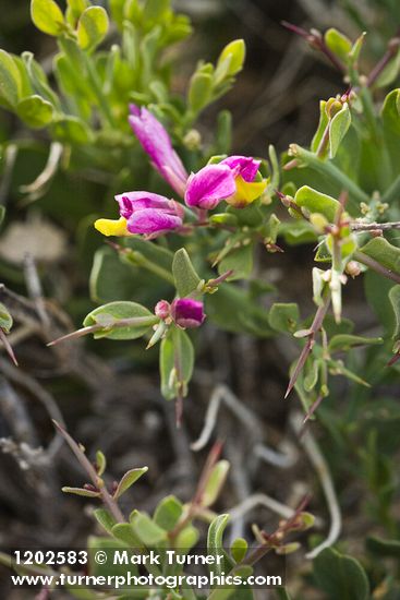 Spiny Milkwort blossoms & foliage