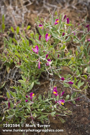 Spiny Milkwort