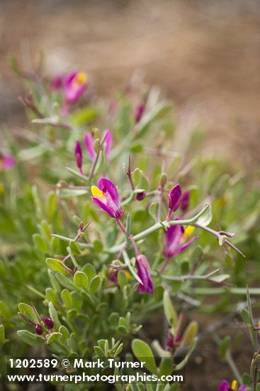 Spiny Milkwort blossoms & foliage detail