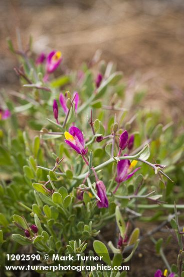 Spiny Milkwort blossoms & foliage detail