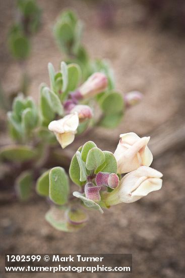 Dwarf Scullcap blossoms & foliage detail