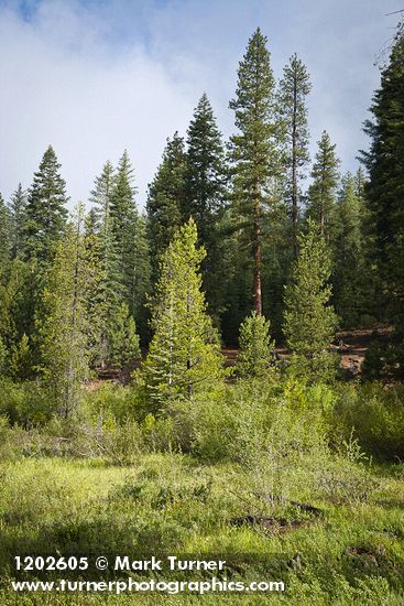 Wet meadow w/ Thinleaf Alder, Ponderosa Pine, Bog Birch, Firs, Willows