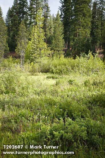 Wet meadow w/ Bog Blueberries, Thinleaf Alder, Ponderosa Pine, Bog Birch, Firs, Willows
