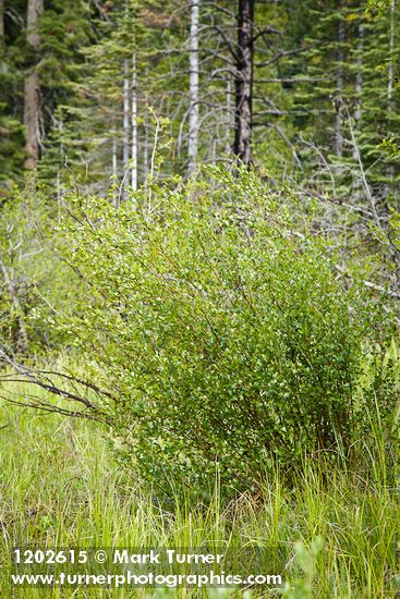 Bog Birch