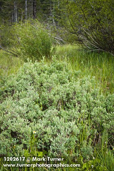 Wet meadow w/ Bog Blueberries, Bog Birch
