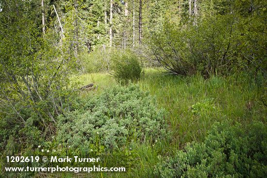 Wet meadow w/ Bog Blueberries, Bog Birch, Thinleaf Alder