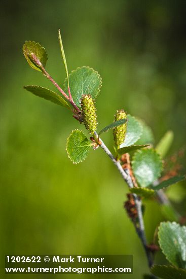 Bog Birch female catkins & foliage detail