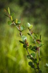 Bog Birch catkins & foliage