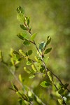 Bog Birch catkins & foliage