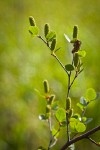 Bog Birch catkins & foliage