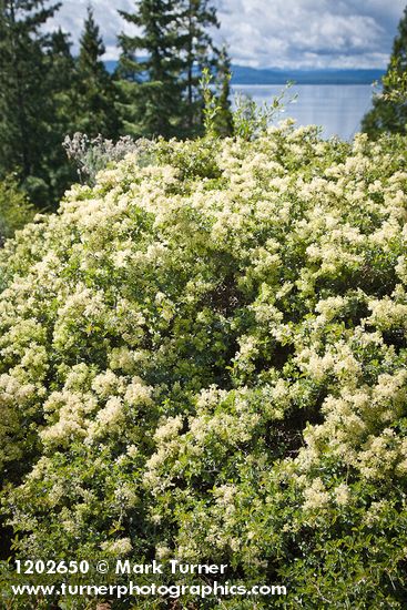 Mountain Whitethorn