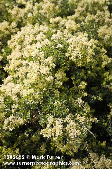 Mountain Whitethorn blossoms & foliage