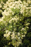 Mountain Whitethorn blossoms & foliage