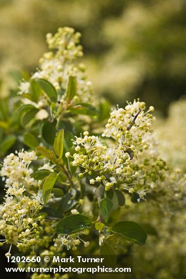 Mountain Whitethorn blossoms & foliage detail