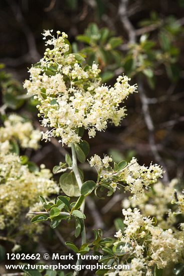 Mountain Whitethorn blossoms & foliage detail
