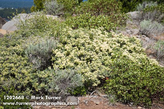 Mountain Whitethorn w/ Green Manzanita